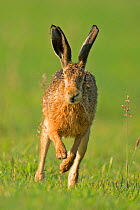 European hare (Lepus europaeus) running head on, UK July