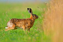 European hare (Lepus europaeus) about to enter tall grass for shelter, UK July