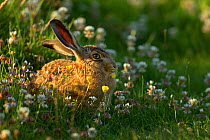 European hare (Lepus europaeus) in grassland, UK July