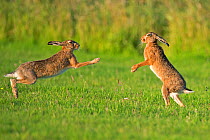 RF- European hares (Lepus europaeus) boxing, UK (This image may be licensed either as rights managed or royalty free.)