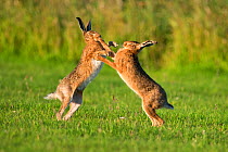 European hares (Lepus europaeus) boxing, UK