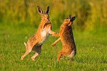 European hares (Lepus europaeus) boxing, UK
