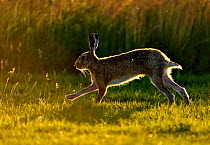 European hare (Lepus europaeus) running, UK July