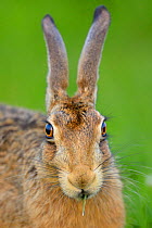 European hare (Lepus europaeus) portrait, UK July