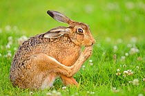 European hare (Lepus europaeus) grooming foot, UK July