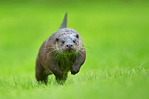 RF- European otter (Lutra lutra) running head on, UK. Controlled conditions, July. (This image may be licensed either as rights managed or royalty free.)