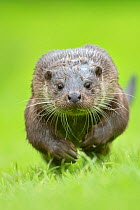 European otter (Lutra lutra) running, UK, taken in controlled conditions July. Crop of 01402435