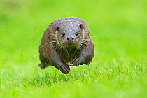 European otter (Lutra lutra) running, UK, taken in controlled conditions July