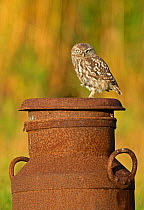 Little owl (Athene noctua) on old milk churn, UK August