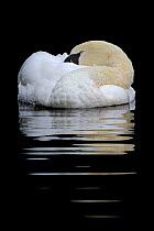 Mute swan (Cygnus olor) sleeping on water, Wales, UK October