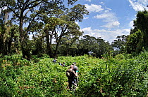 Tourists trekking through rainforest habitat in search of Mountain gorillas, Virunga Volcanoes, Rwanda, Central Africa
