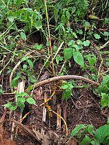 Poachers snare in forest, left for wildlife but they can trap Mountain gorillas, Virunga Volcanoes, Rwanda, Central Africa