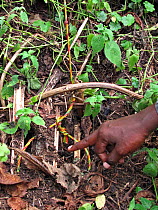 Poachers snare in forest, left for wildlife but they can trap Mountain gorillas, Virunga Volcanoes, Rwanda, Central Africa