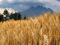 Cereal  field in front of Sabinyo volcano, Virunga Volcanoes, Rwanda.  The volcano is the habitat of the Mountain gorilla and crop fields are vital to the agriculture of Rwanda but they also reduce th...