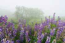 Lupins (Lupinus polyphyllus) and Oregon White Oak (Quercus garryana) covering Bald Hills in the Redwoods National and State Park. California. May
