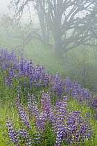 Lupins (Lupinus polyphyllus) and Oregon White Oak (Quercus garryana) covering Bald Hills in the Redwoods National and State Park. California. May.