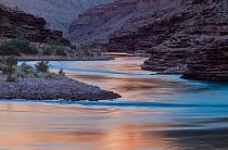 The sunrise glow on the Colorado River in the Grand Canyon at a stretch of river know as Conquistador Aisle. Grand Canyon National Park, Arizona. May 2012.
