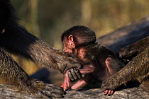 Olive baboon (Papio cynocephalus anubis) baby being held by two adults, Masai Mara National Reserve, Kenya, August