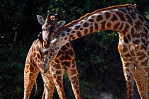 Masai giraffe (Giraffa camelopardalis tippelskirchi) males necking, Masai Mara National Reserve, Kenya, August.