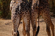 Masai giraffe (Giraffa camelopardalis tippelskirchi) pair rear view, Masai Mara National Reserve, Kenya, August