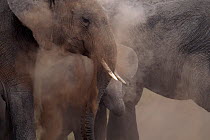 African elephants (Loxodonta africana) dust bathing, Masai Mara National Reserve, Kenya, August.