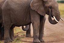 African elephant (Loxodonta africana) bringing its trunk up to its eye, Masai Mara National Reserve, Kenya, August