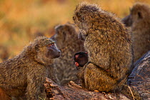 Olive baboon (Papio cynocephalus anubis) female begging to be able to hold another female's baby, Masai Mara National Reserve, Kenya, August, sequence 1/3