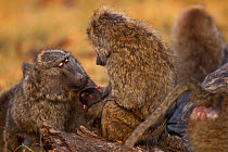 Olive baboon (Papio cynocephalus anubis) female begging to be able to hold another female's baby, Masai Mara National Reserve, Kenya, August sequence 2/3