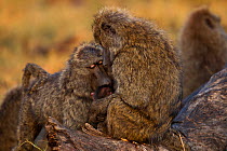 Olive baboon (Papio cynocephalus anubis) female begging to be able to hold another female's baby, Masai Mara National Reserve, Kenya, August sequence 3/3