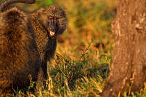 Olive baboon (Papio cynocephalus anubis) female begging to be able to hold another female's baby, Masai Mara National Reserve, Kenya, August