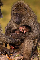 Olive baboon (Papio cynocephalus anubis) baby aged 3-6 months clinging to his mother frightened by another female who wants to hold him, Masai Mara National Reserve, Kenya, August.