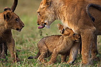 African lion (Panthera leo) cub aged 4 months seeking comfort from its mother after being bullied by an older cub aged 10 months, Masai Mara National Reserve, Kenya, August