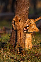 Lioness (Panthera leo) playing with young cub aged 3-6 months, Masai Mara National Reserve, Kenya, August