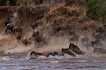 Eastern White bearded Wildebeest (Connochaetes taurinus) herd crossing the Mara River as part of annual migration, Masai Mara National Reserve, Kenya, August
