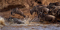 Eastern White bearded Wildebeest (Connochaetes taurinus) herd crossing the Mara River as part of annual migration, Masai Mara National Reserve, Kenya, August