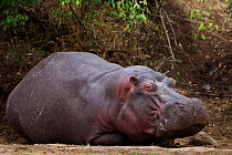 Hippopotamus (Hippopotamus amphibius) resting out of water, Masai Mara National Reserve, Kenya, August