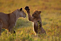 Lioness (Panthera leo) playing with a cub aged 9-12 months, Masai Mara National Reserve, Kenya, August