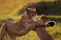 Lioness (Panthera leo) playing with a cub aged 9-12 months, Masai Mara National Reserve, Kenya, August