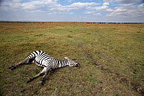 Common or Plains zebra (Equus quagga burchellii) lying dead on the savanna grassland, Masai Mara National Reserve, Kenya, March