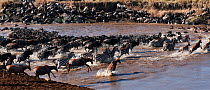 Topi (Damaliscus lunatus jimela), Eastern White bearded Wildebeest (Connochaetes taurinus) and Common or Plains zebra (Equus quagga burchellii) mixed herd crossing the Mara River as part of annual mig...