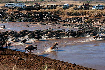 Topi (Damaliscus lunatus jimela), Eastern White-bearded Wildebeest (Connochaetes taurinus) and Common or Plains zebra (Equus quagga burchellii) mixed herd crossing the Mara River watched by tourists i...