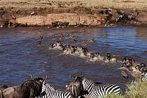 Topi (Damaliscus lunatus jimela), Eastern White bearded Wildebeest (Connochaetes taurinus) and Common or Plains zebra (Equus quagga burchellii) mixed herd crossing the Mara River as part of annual mig...