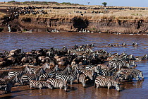 Eastern White bearded Wildebeest (Connochaetes taurinus) and Common or Plains zebra (Equus quagga burchellii) mixed herd crossing the Mara River as part of annual migration, Masai Mara National Reserv...
