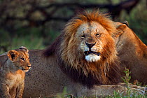 Lion (Panthera leo) male snarling at an inquisitve cub aged 2-3 months, Masai Mara National Reserve, Kenya, September