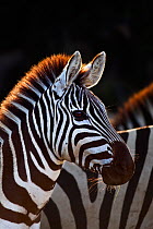 Common or Plains zebra (Equus quagga burchellii) Masai Mara National Reserve, Kenya, September
