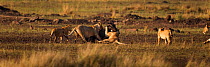 Eastern White bearded Wildebeest (Connochaetes taurinus) being attacked by pride of African lions (Panthera leo) Masai Mara National Reserve, Kenya, September, sequence 2/12
