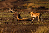 Eastern White bearded Wildebeest (Connochaetes taurinus) being attacked by Africa lions (Panthera leo) Masai Mara National Reserve, Kenya, September, sequence 3/12