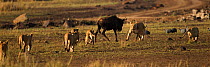 Eastern White bearded Wildebeest (Connochaetes taurinus) in stand-off with pride of African lions (Panthera leo) Masai Mara National Reserve, Kenya, September, sequence 4/12