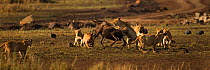 Eastern White bearded Wildebeest (Connochaetes taurinus) being attacked by pride of African lions (Panthera leo) Masai Mara National Reserve, Kenya, September, sequence 5/12
