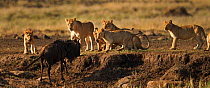 Eastern White bearded Wildebeest (Connochaetes taurinus) in stand-off with pride of African lions (Panthera leo) Masai Mara National Reserve, Kenya, September, sequence 6/12
